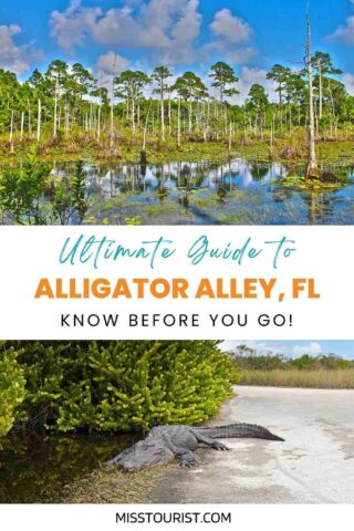 Exploring Alligator Alley, Florida – The ExploreNorth Blog