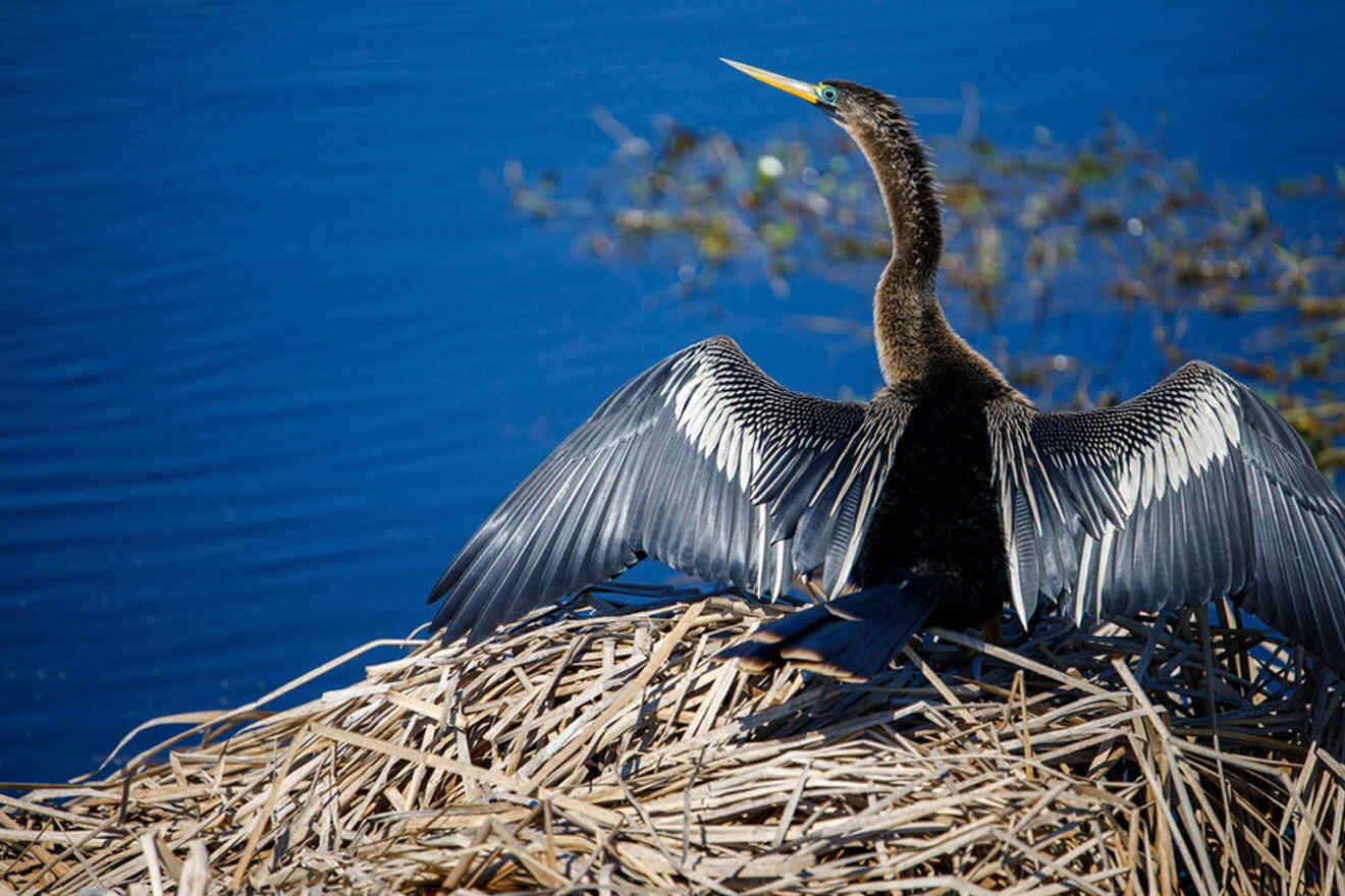 Anhinga Drying it's Wings at Lake Apopka Wildlife Drive