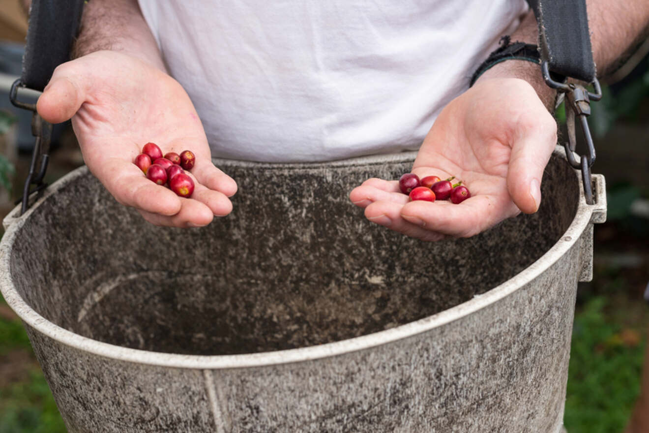 A person holding fresh coffee beans in their hands