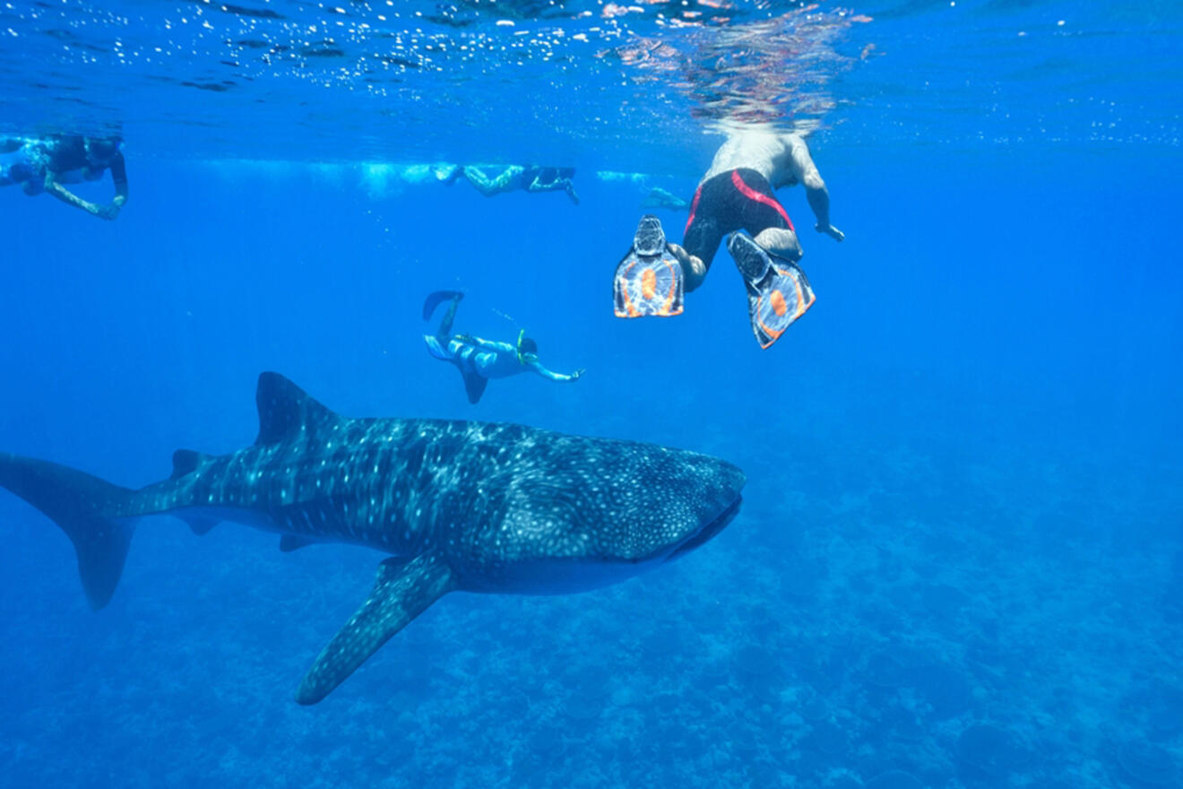 people snorkeling