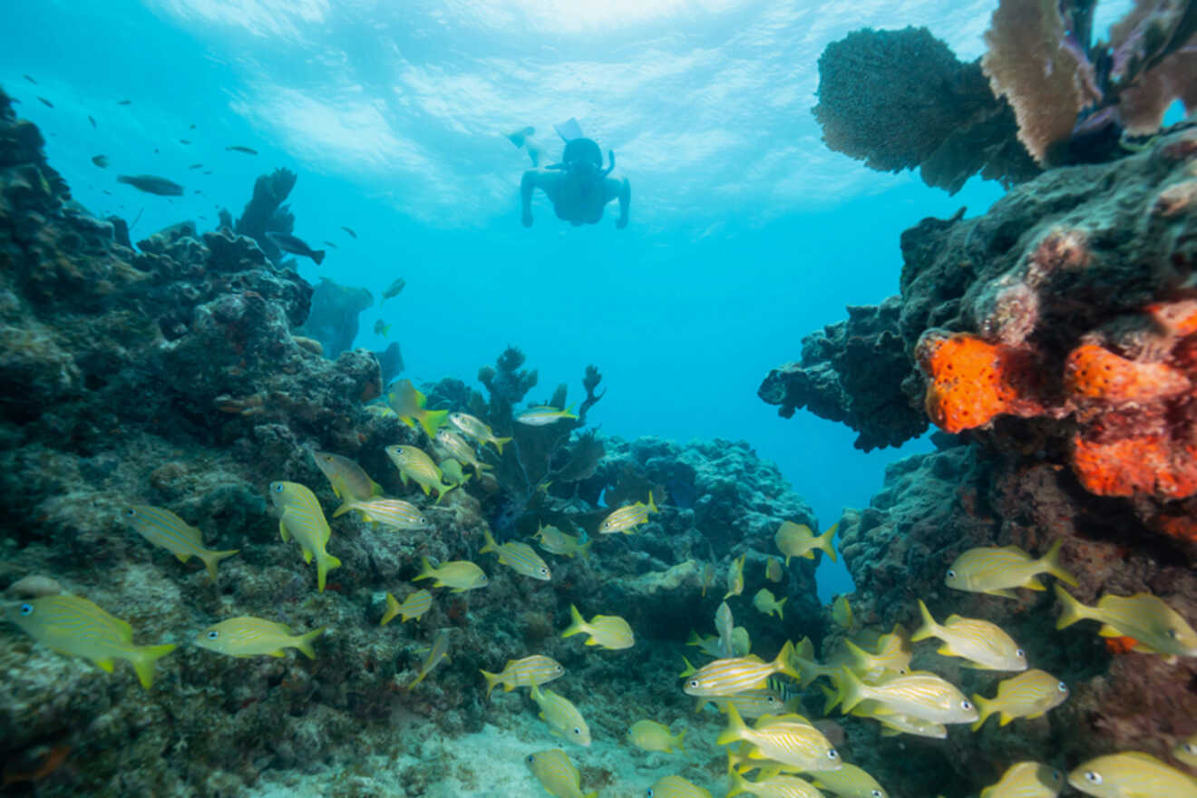 a scuba diver swimming in the ocean