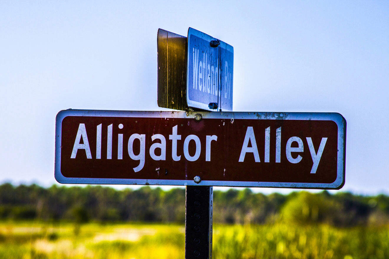 alligator alley sign