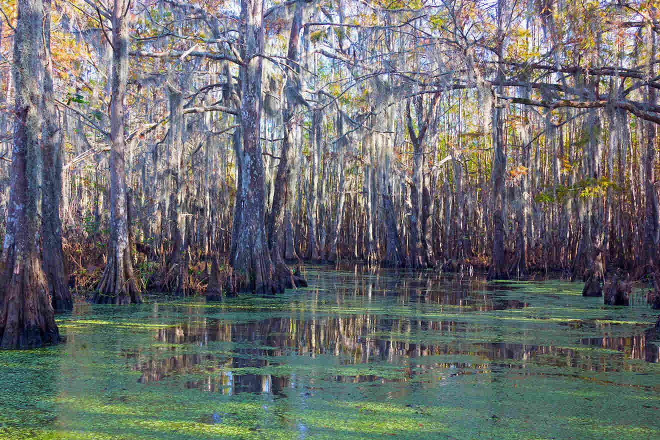 Louisiana swamp