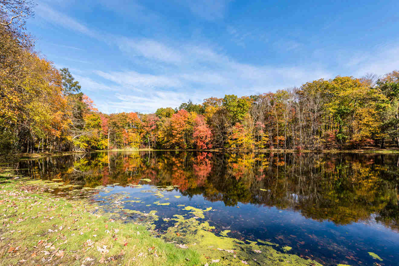 lake and forest