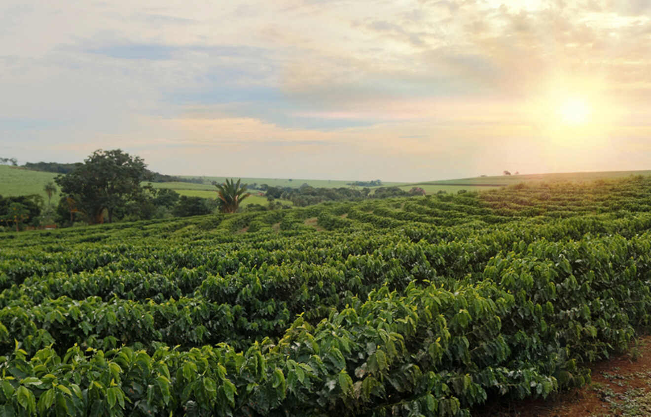 View of sunset over a coffee plantation in Kona, Hawaii