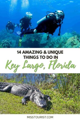 people scuba diving and an alligator 