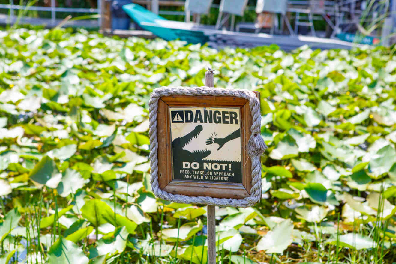 Sign in the Everglades saying do not feed the wild alligators