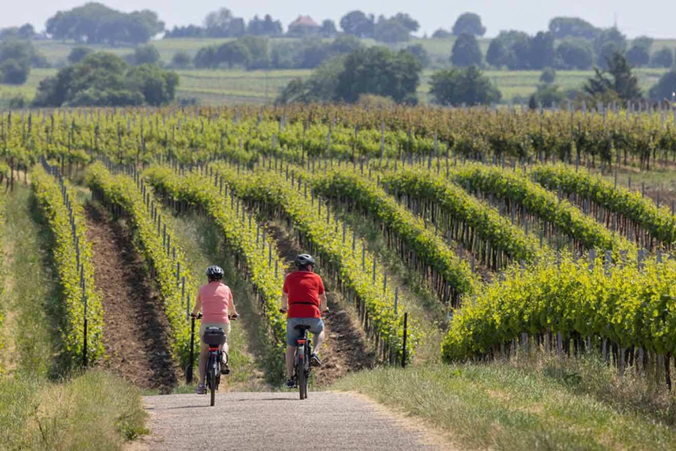 a couple of people riding bikes in the vineyard