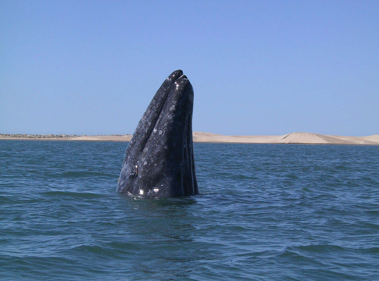 Grey whale head above water