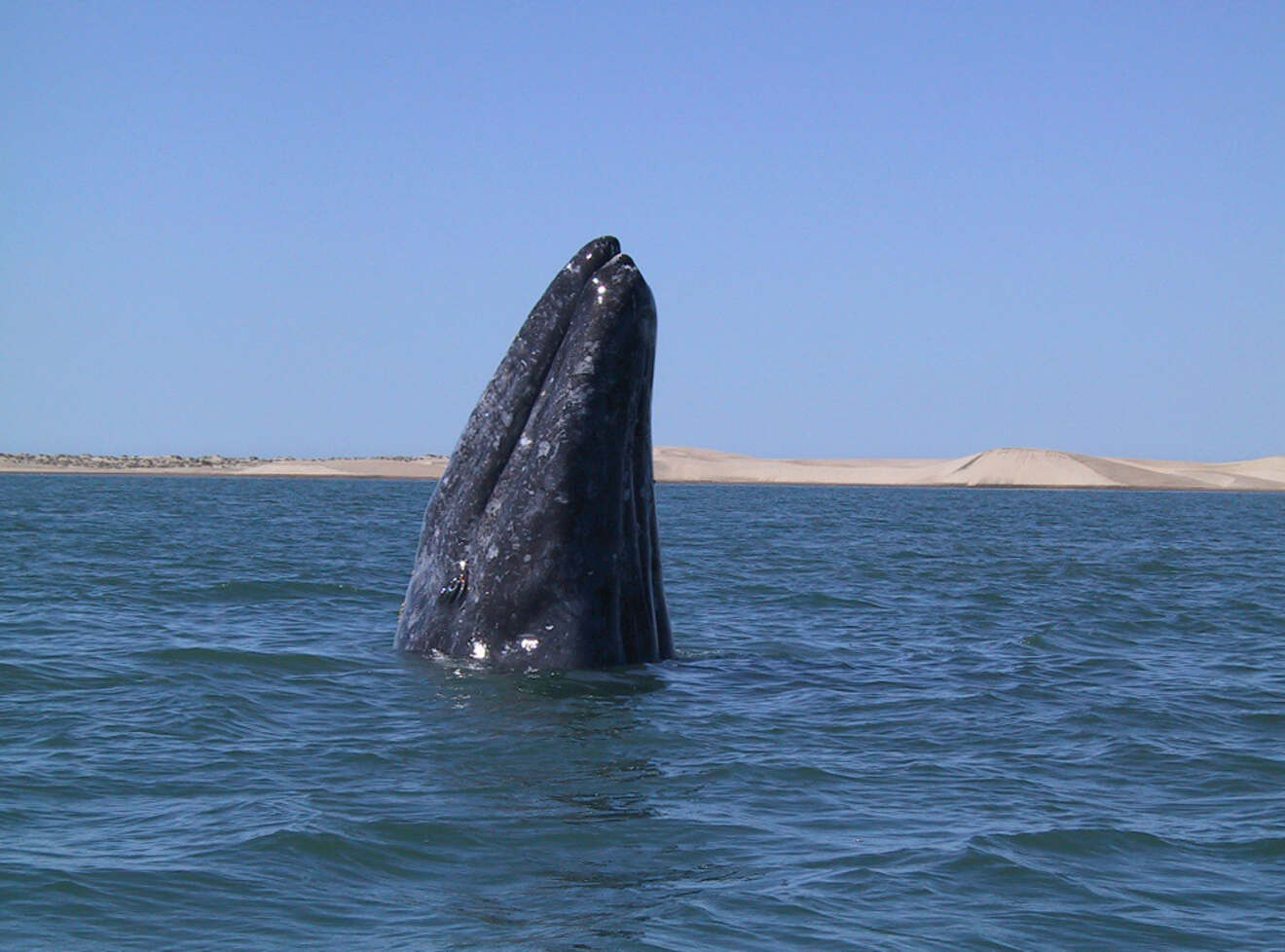 Grey whale head above awter