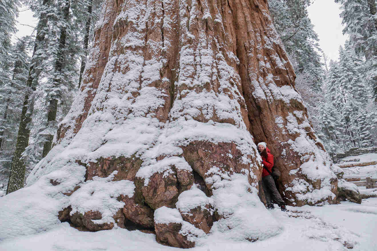 woman standing next to a giant sequoia tree at Sequoia National Park during winter