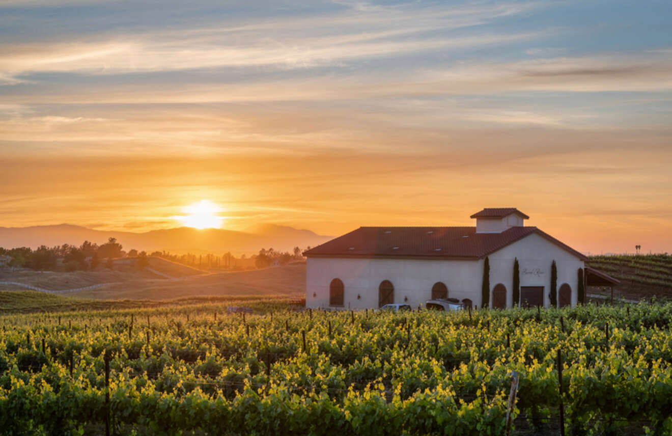 Sunset over vineyard