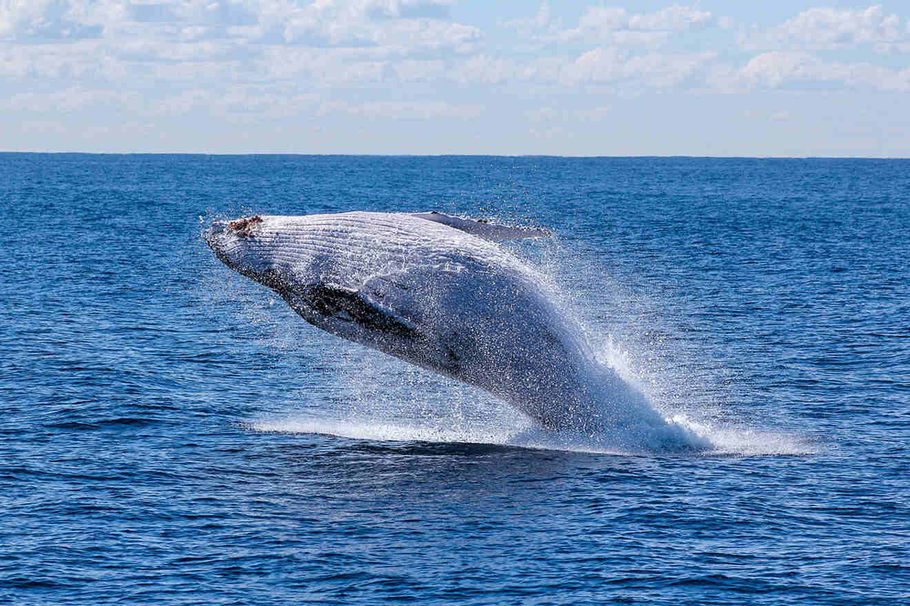 Whale jumping in the water