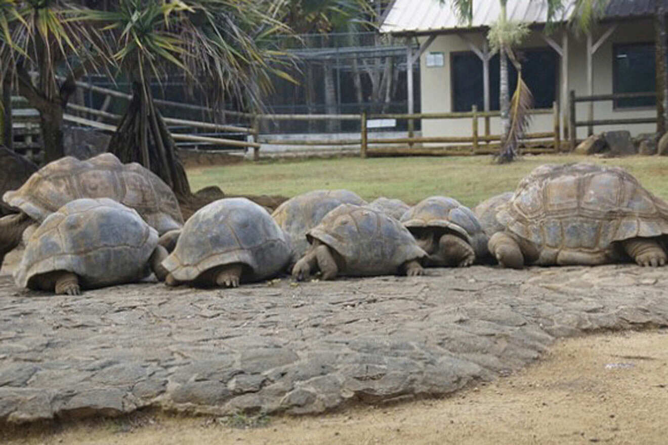 turtles in La Vanille Nature Park