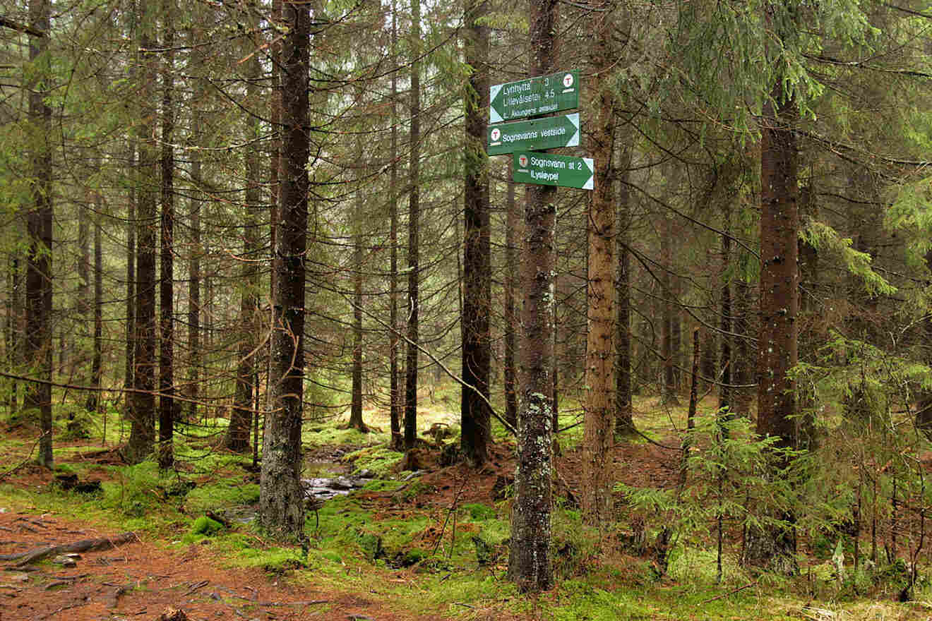 signs in the middle of a forest