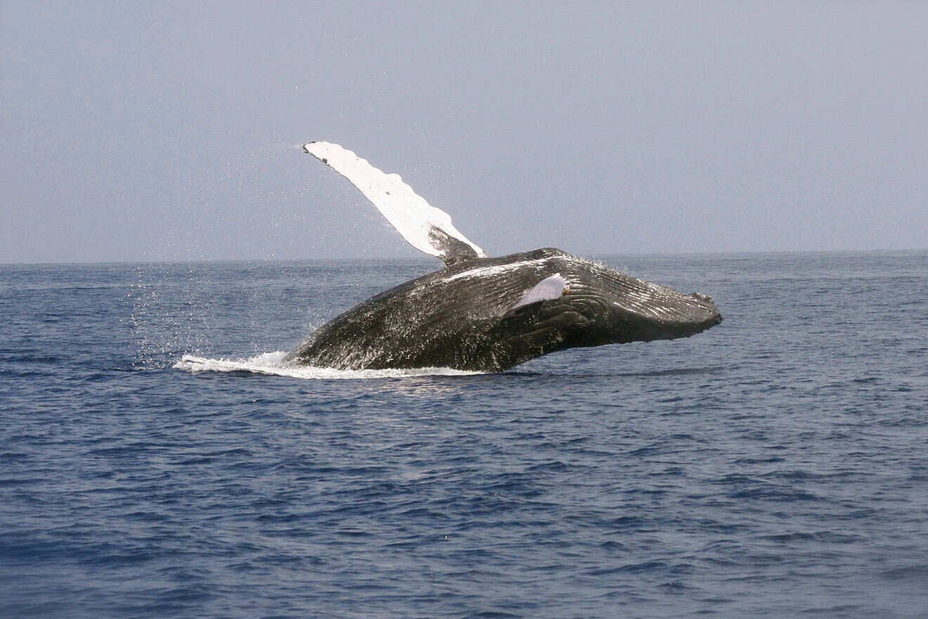 A black whale jumping in the water