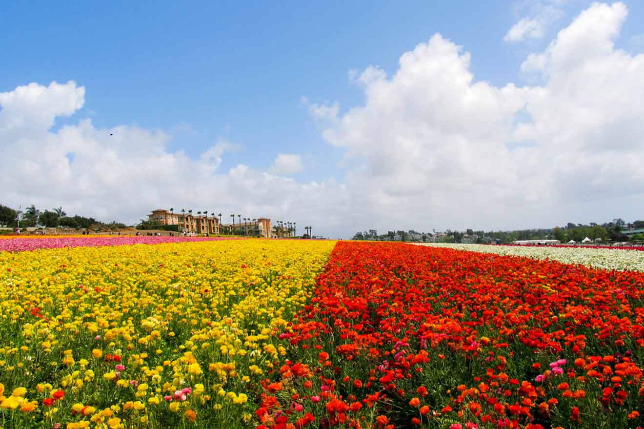 Flower fields in Carlsbad