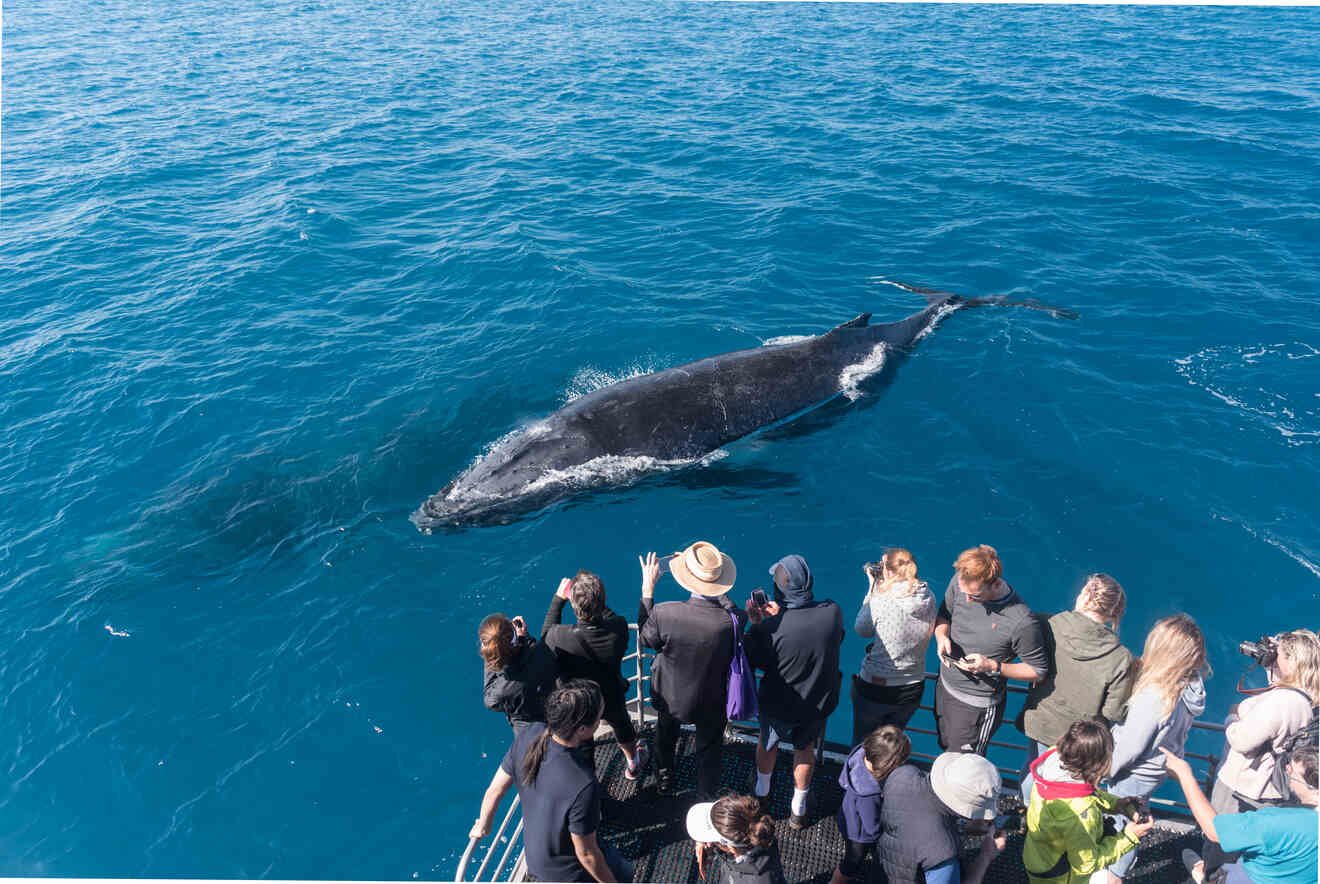 people on a ship looking at a whale