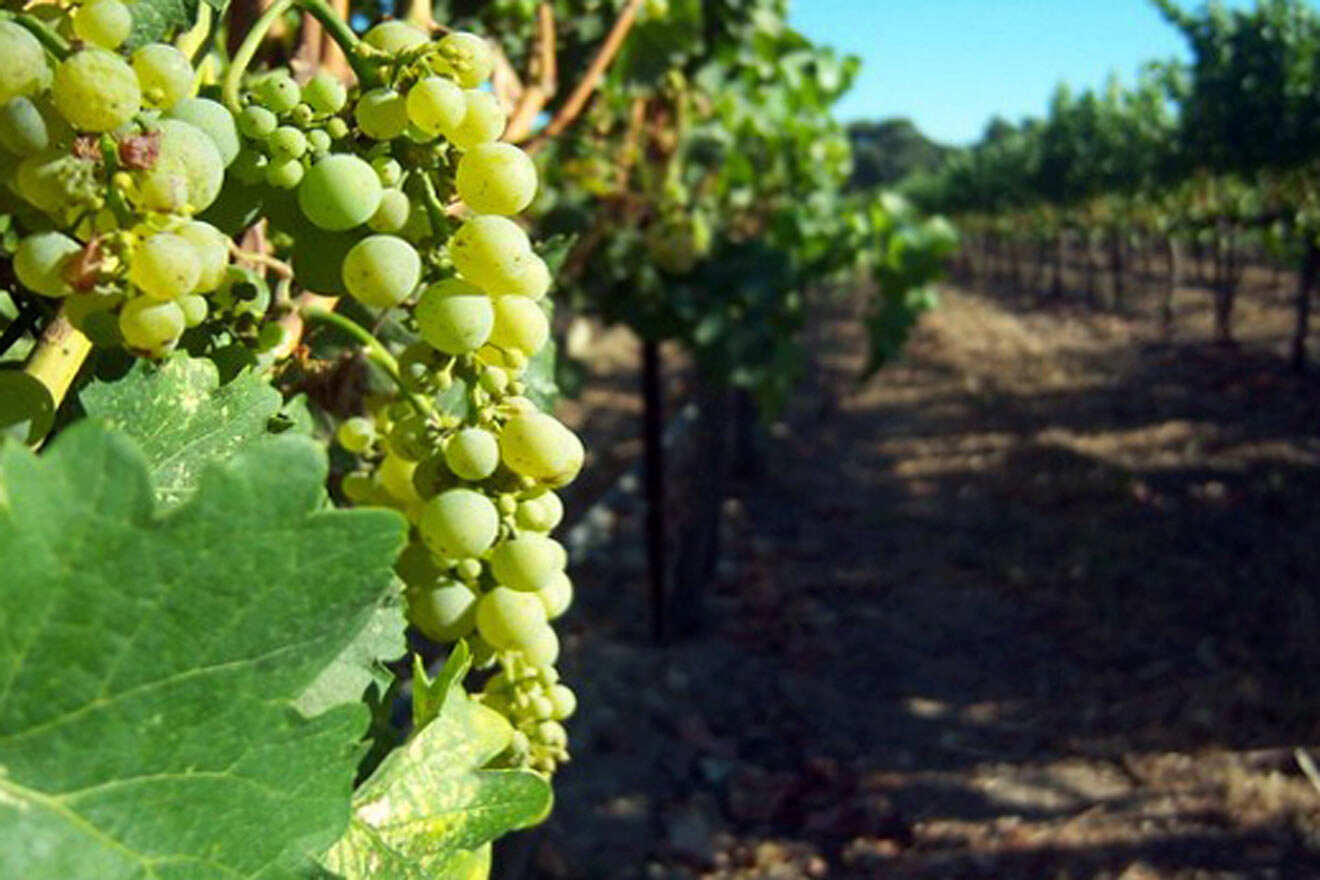 a bunch of grapes hanging from a vine in a vineyard