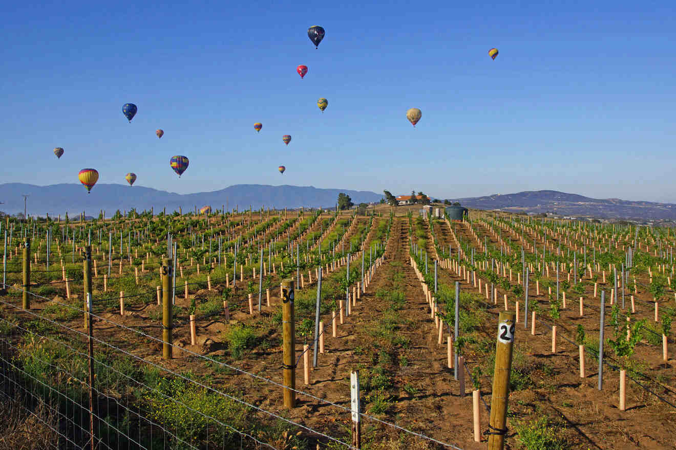 a field full of hot air balloons in the sky under the vineyards