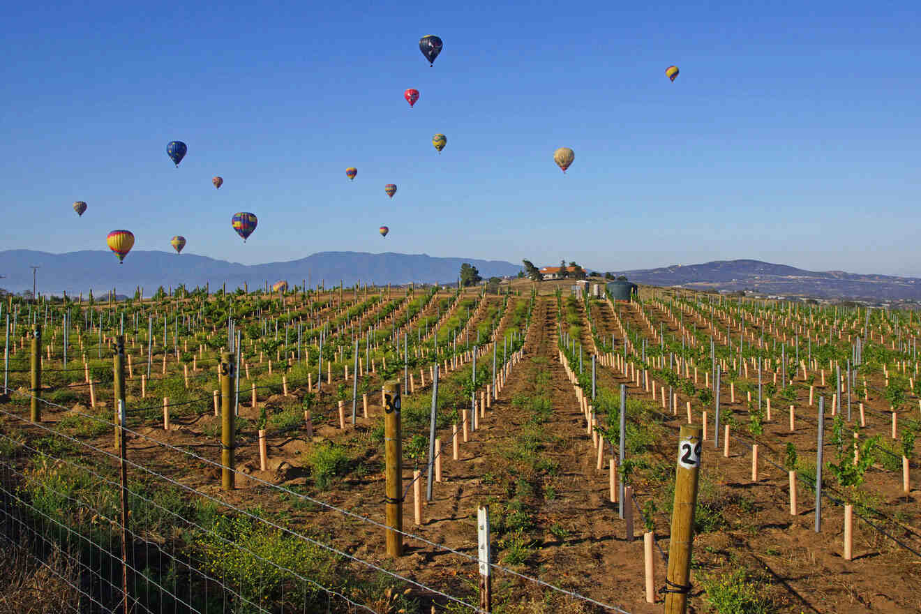 Temecula - hot air balloons at Temecula festival