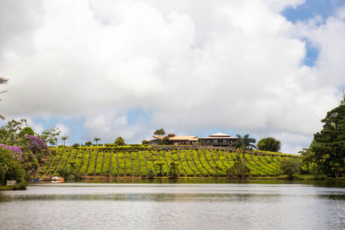 sugar and tea plantation in Mauritius