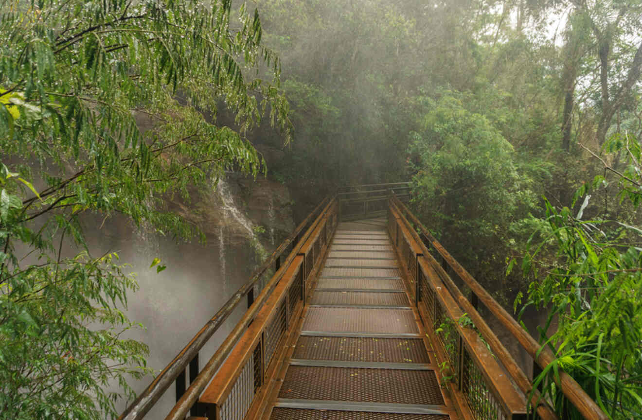 wooden boardwalk surrounded by trees