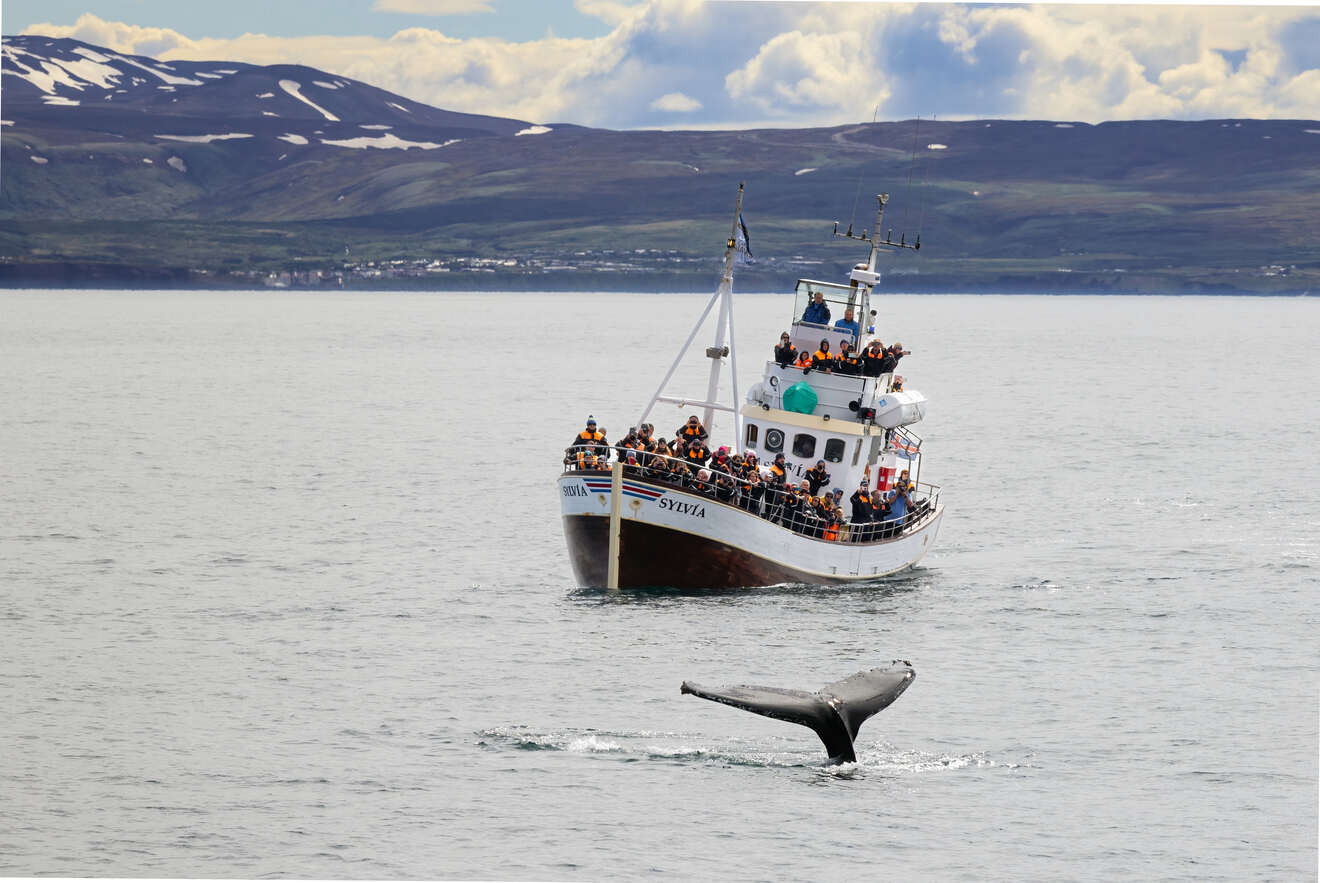 People watching whale from a ship