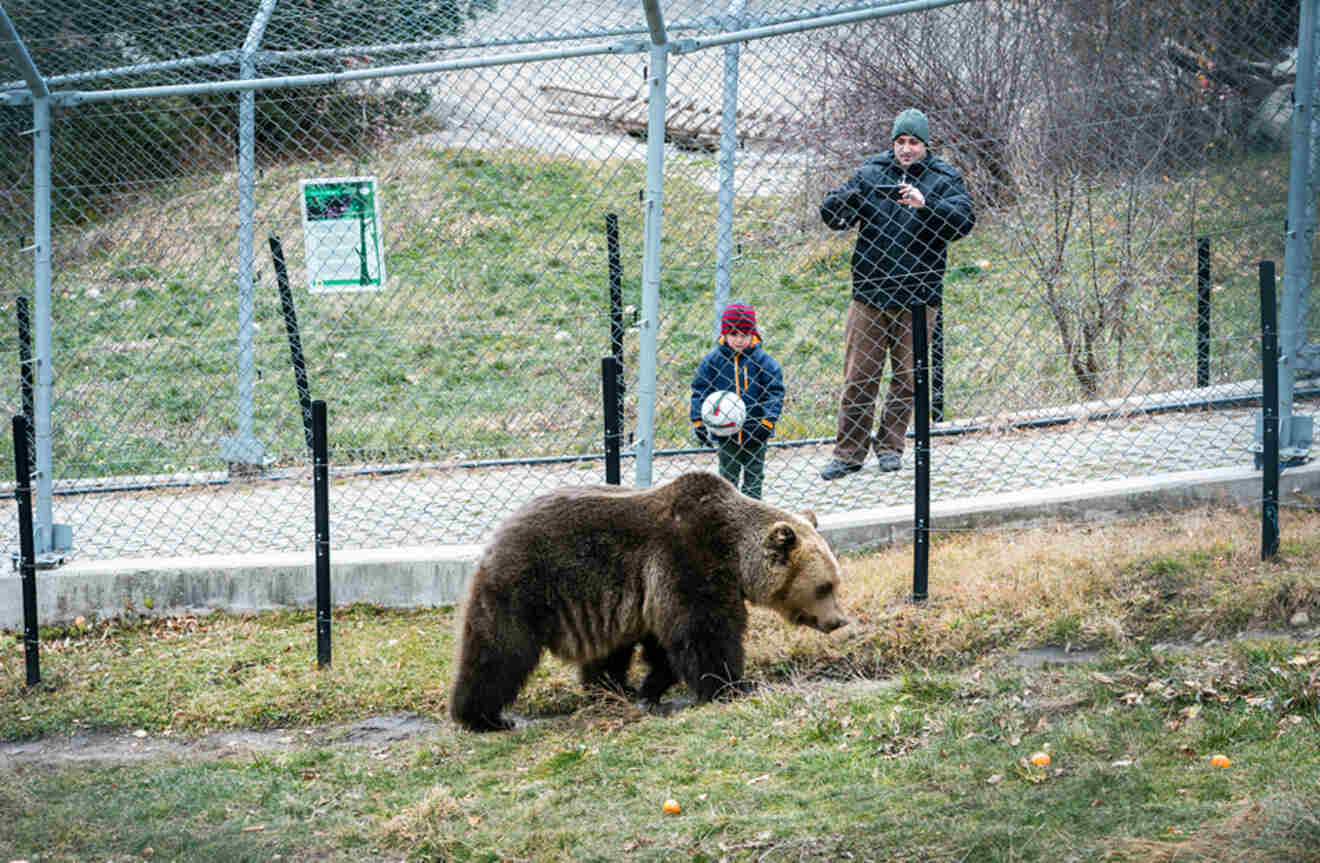 A father and a sun looking at a bear