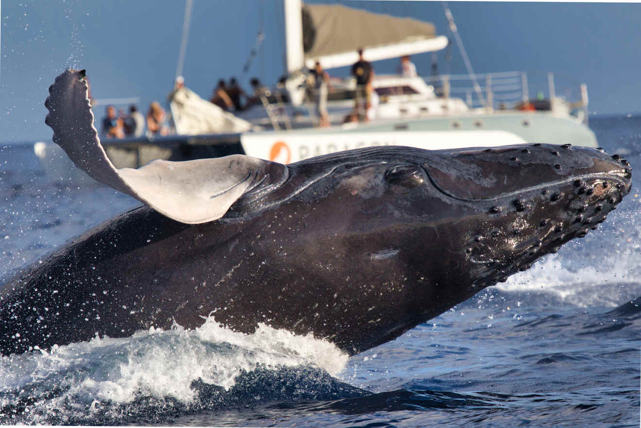 a whale jumping out of water with people on a ship in the background