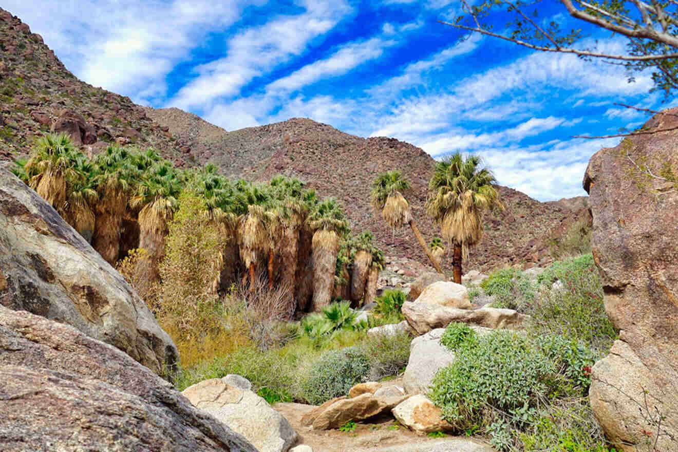 a rocky landscape with palm trees and rocks