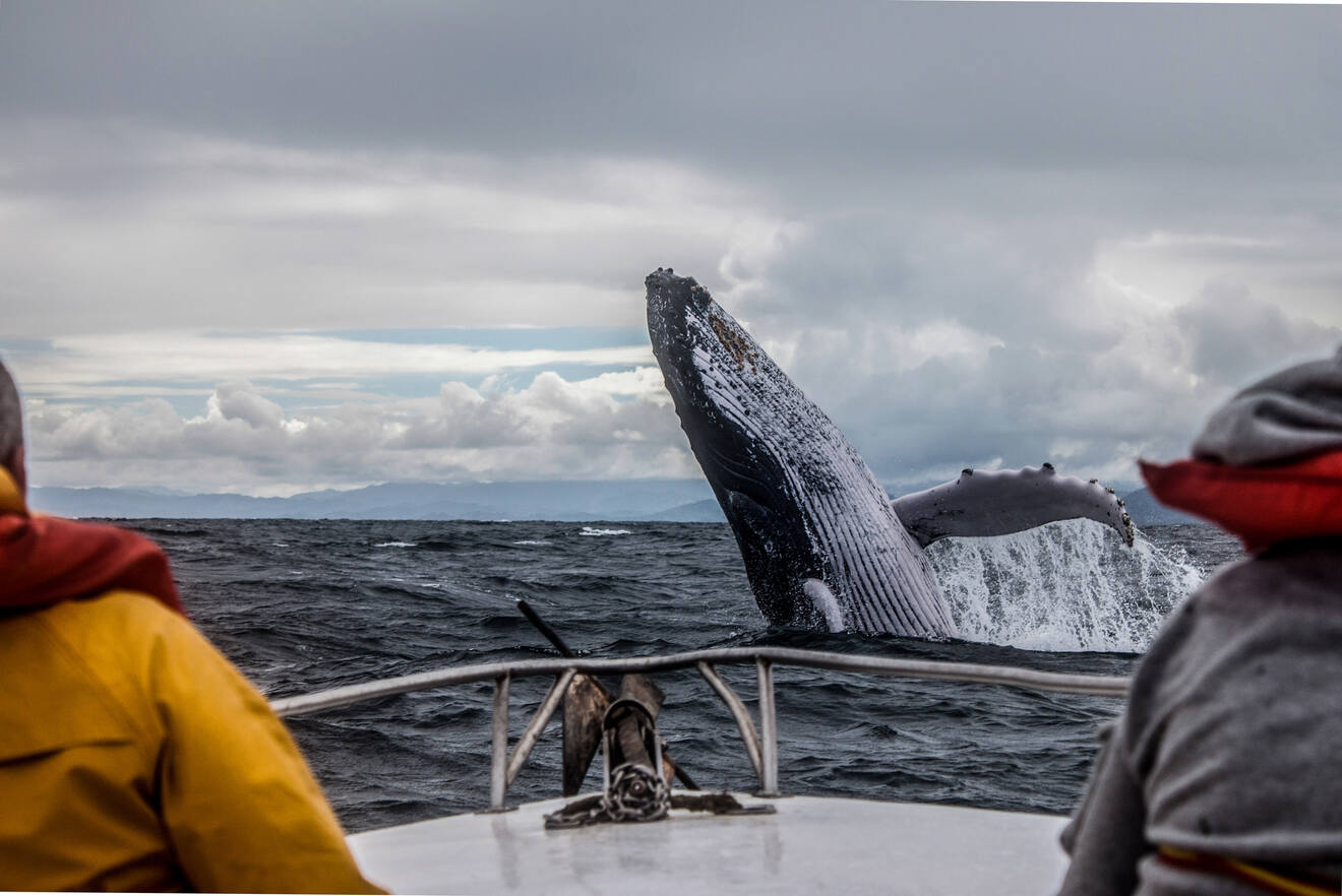 people watching a whale jumping out of water