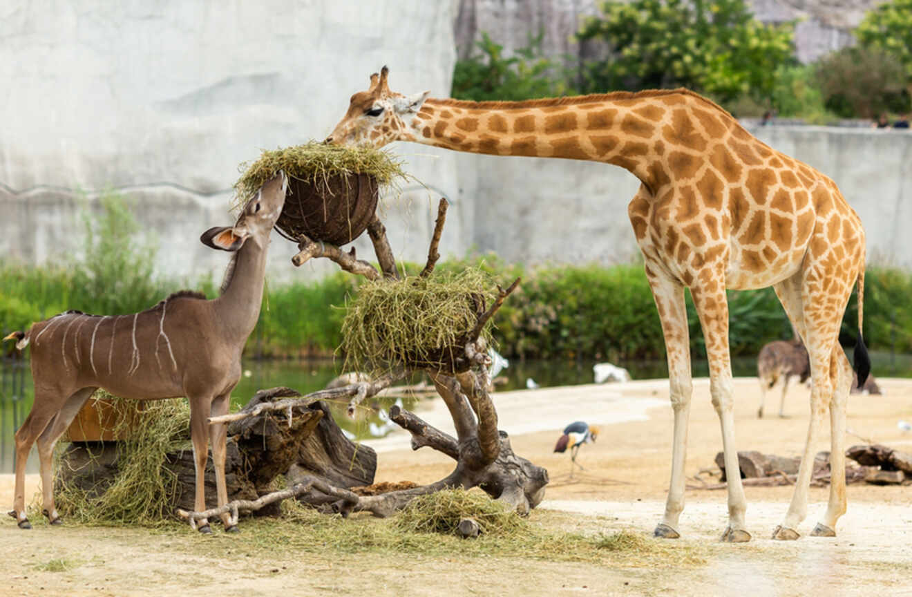 a giraffe and a gazelle eating grass in an enclosure