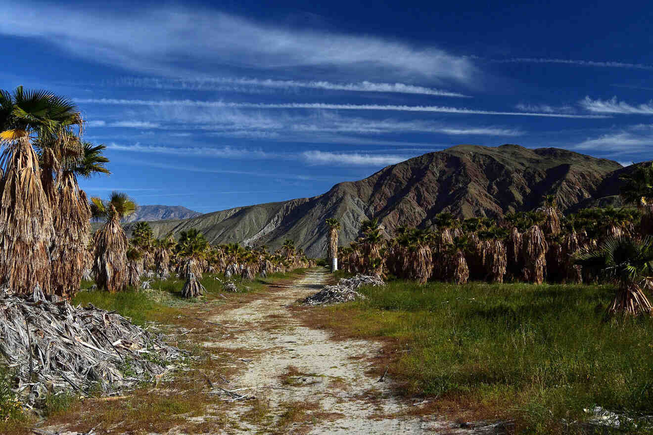 a dirt road surrounded by palm trees and mountains