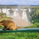 Wild coati sitting on the fence on the Iguazu Falls background