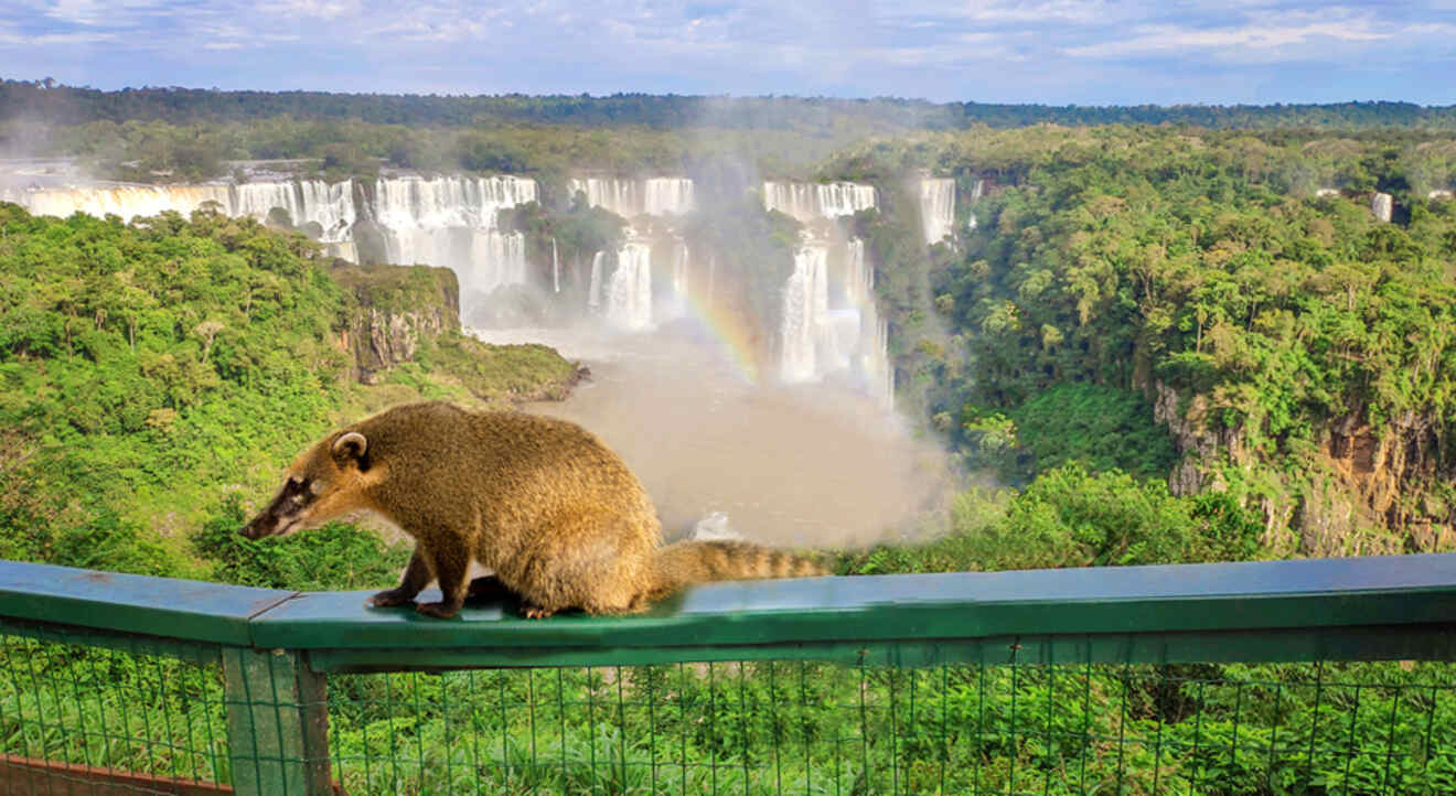 Wild coati sitting on a fence with the Iguazu Falls in the background