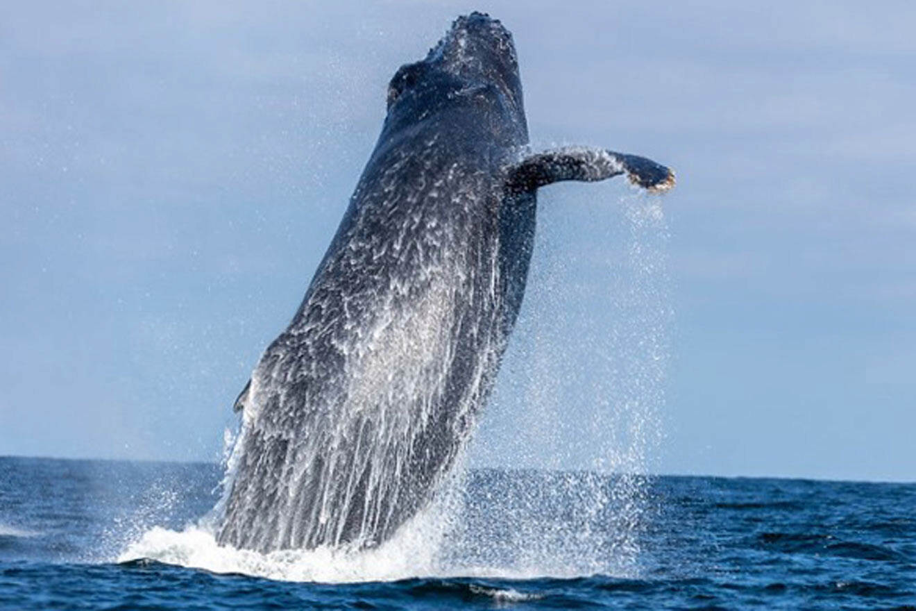 a humpback whale jumping out of the water