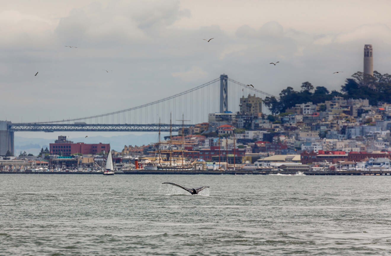 Whale tail spotting at Sun Francisco