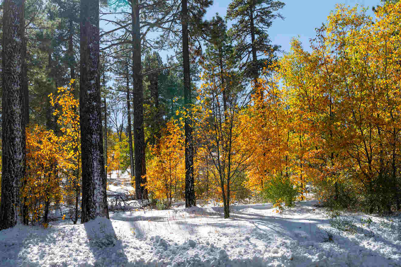 image from Mount Laguna San Diego during winter