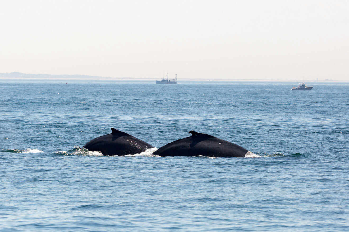 whales swimming around in Boston