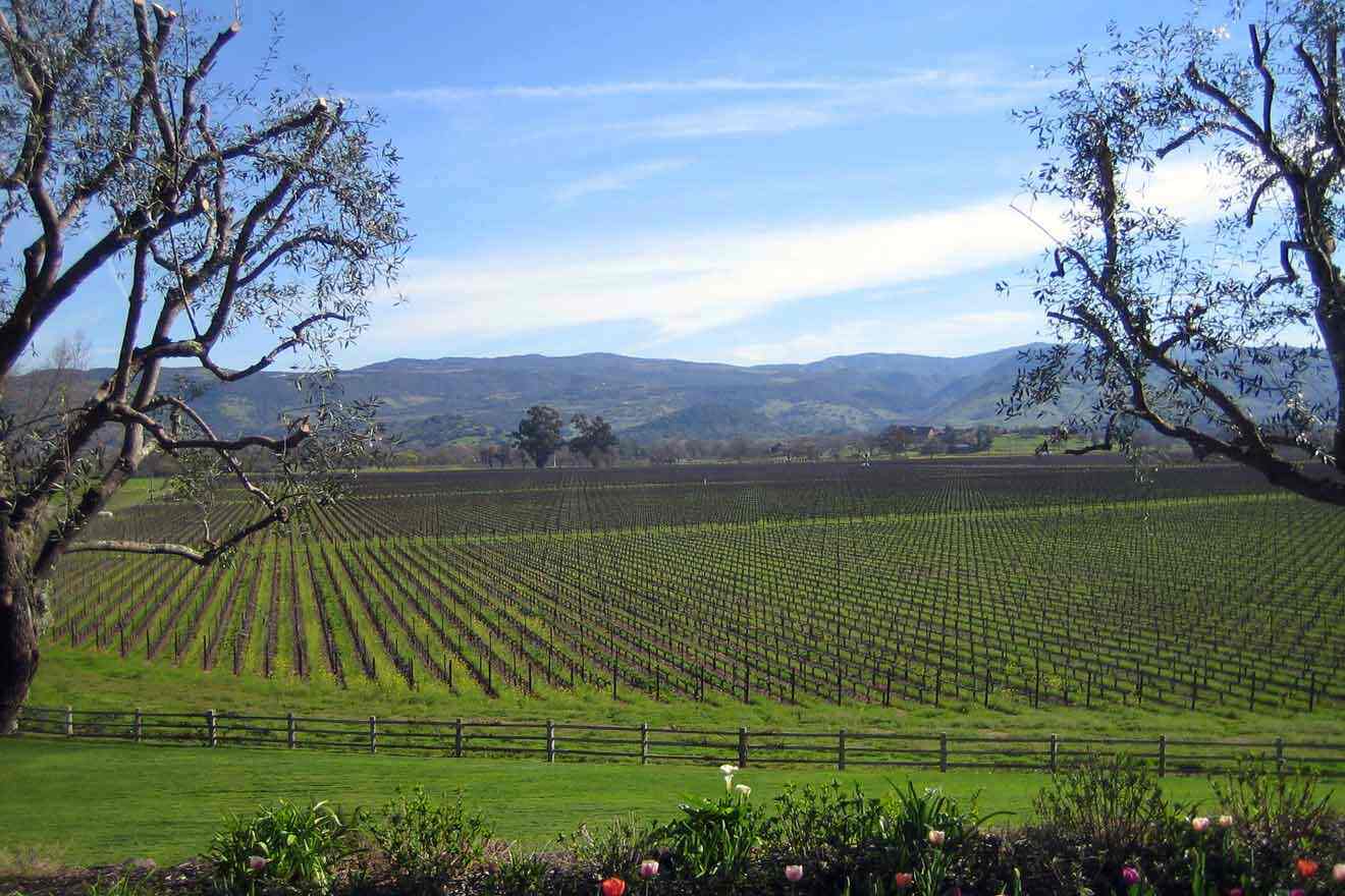 big field with grapevine and flowers in the foreground