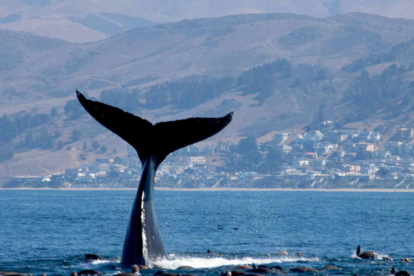 a whale tail flips out of the water