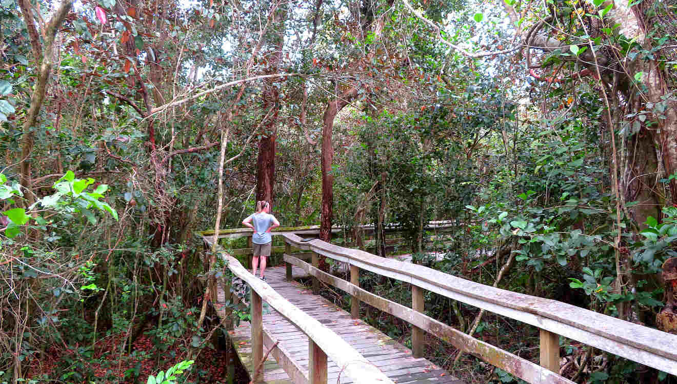 A woman walking on boardwalk at Mahogany Hammock Trail