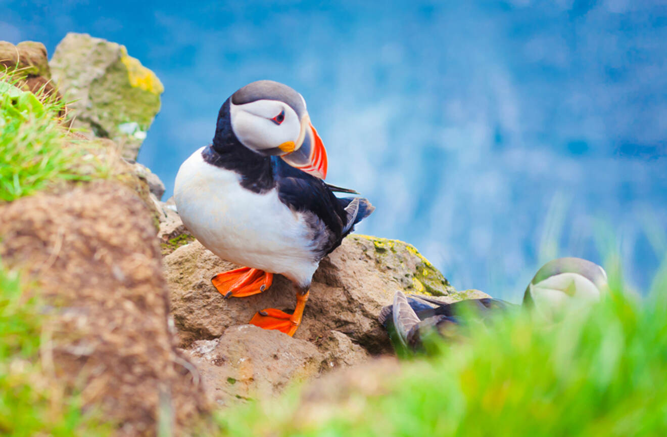 puffin bird