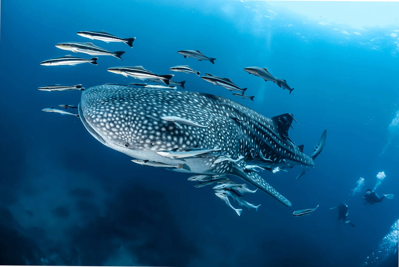 Whale shark surrounded by fish