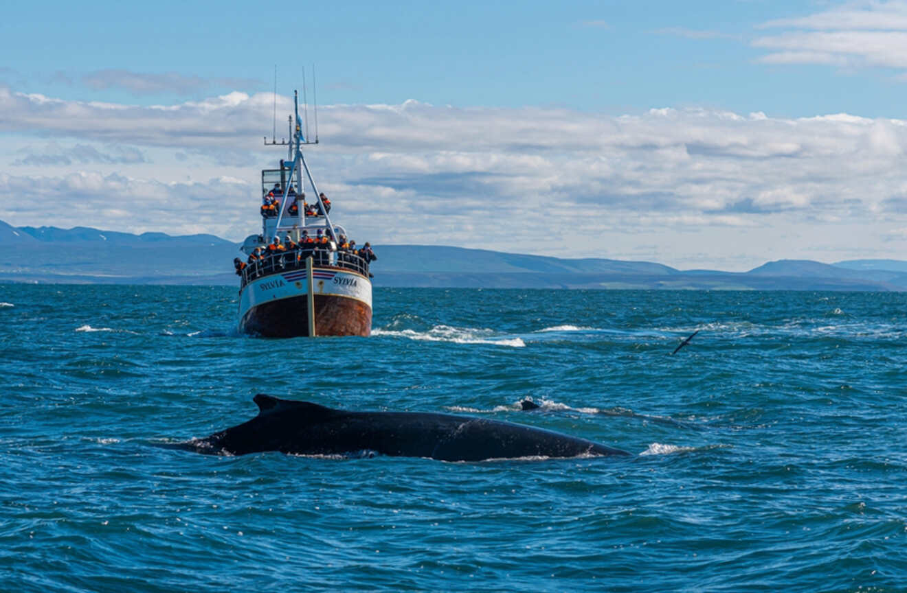 People watching whales from a ship