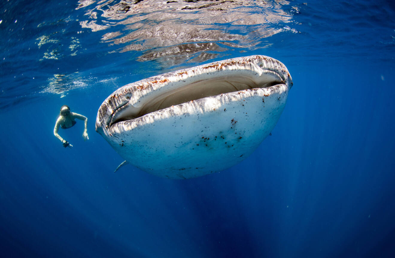 Woman swimming with a whale shark