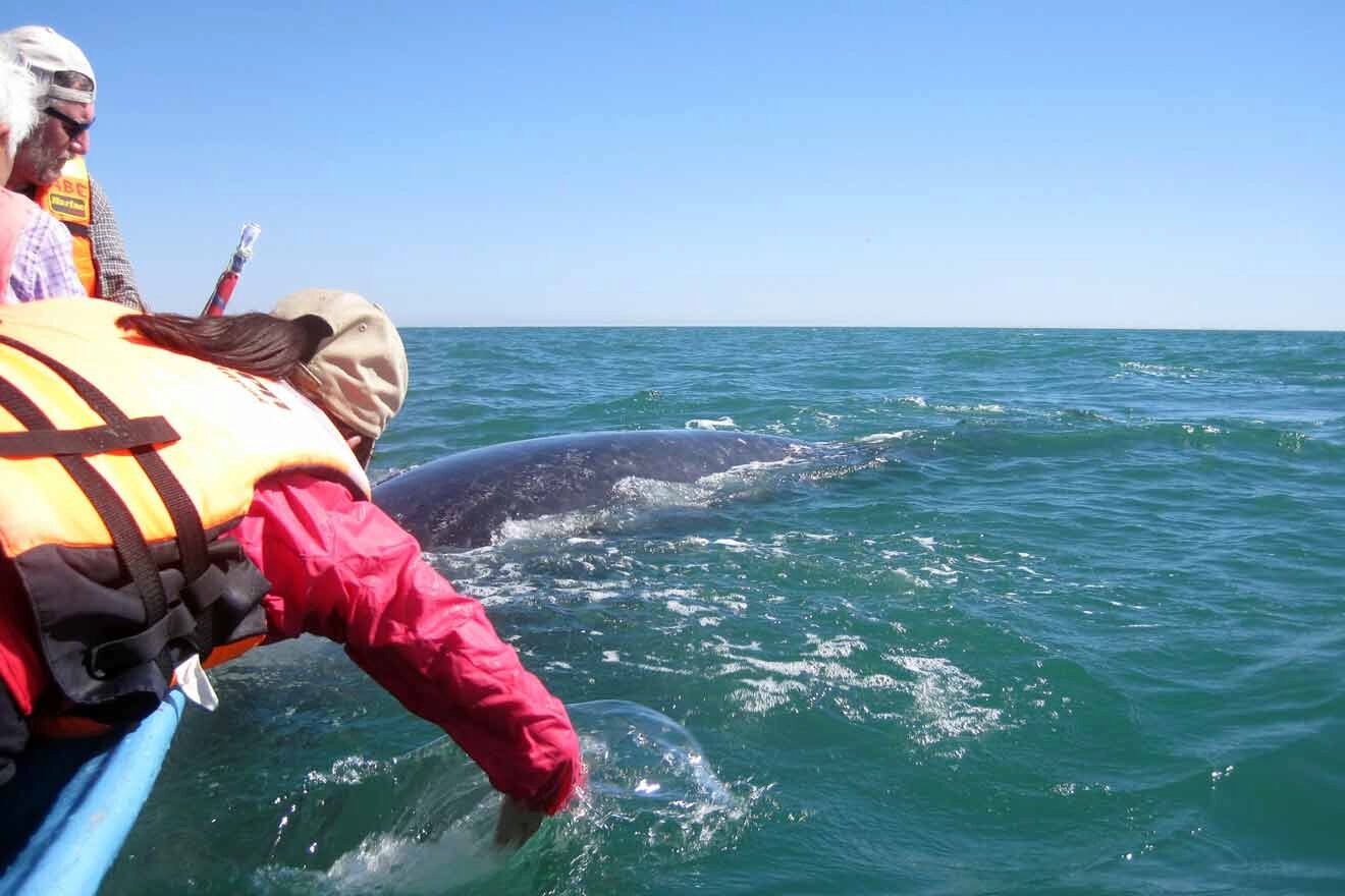 a group of people on a boat watching a whale