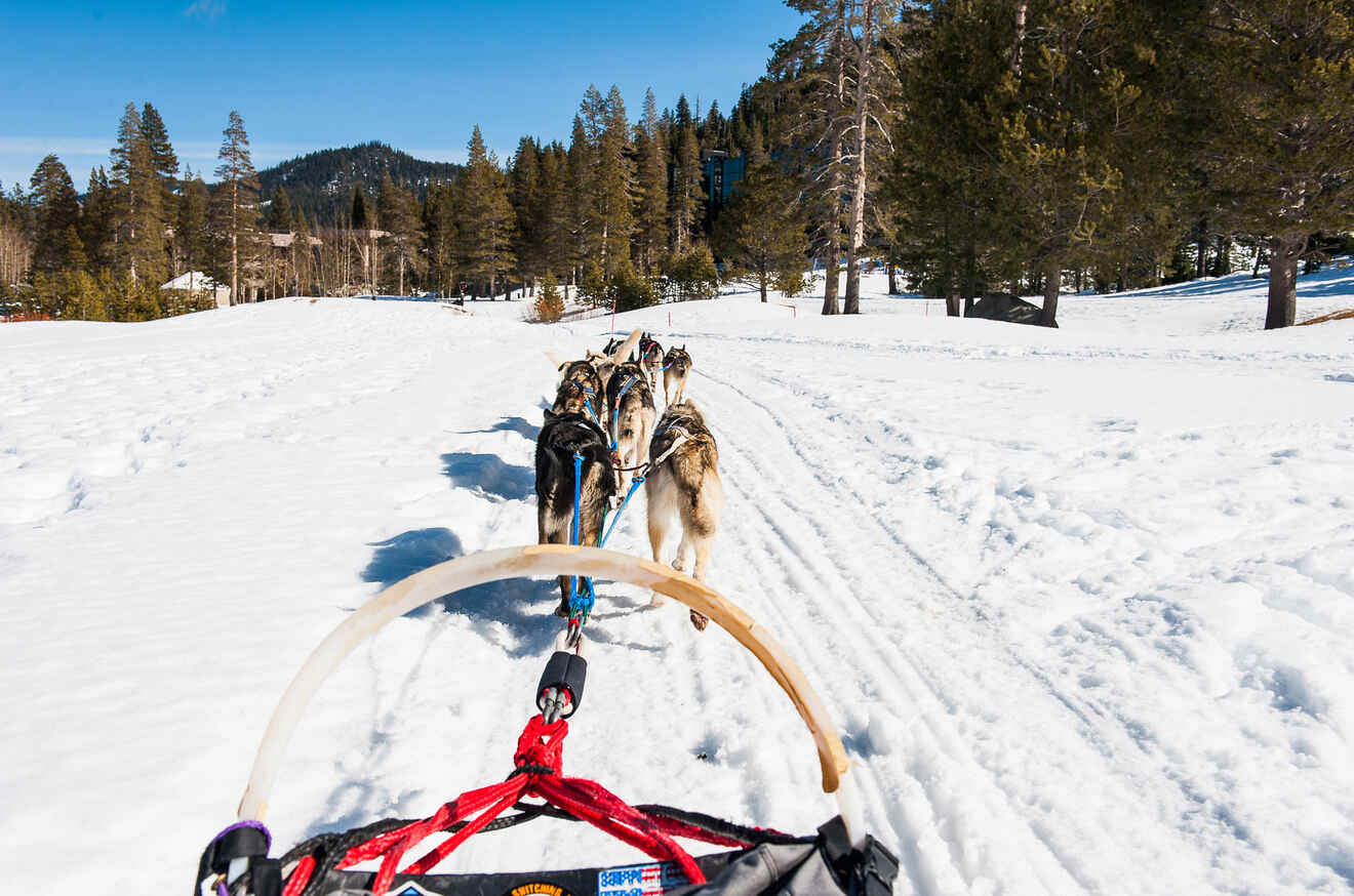 a group of dogs pulling a sled in the snow