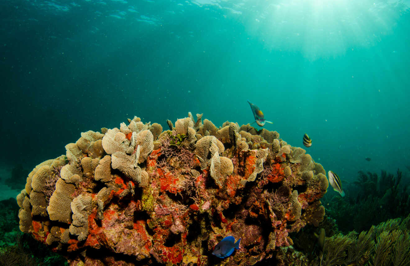 Corals at the Mesoamerican Barrier Reef